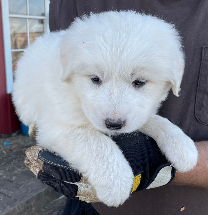 Great Pyrenees Puppies